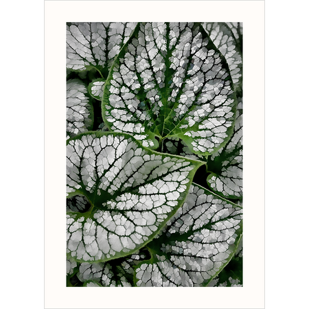 'Brunnera Jack Frost' - Photography Note Card