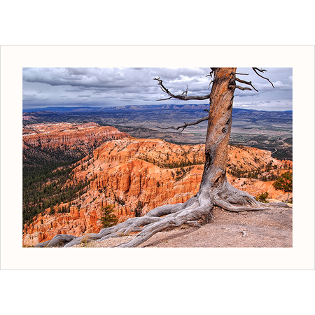 'Bryce Canyon Lookout' - Photography Note Card