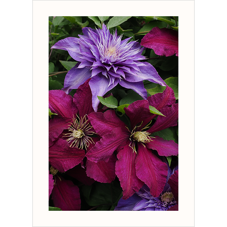 'Clematis Flowers' - Photography Note Card