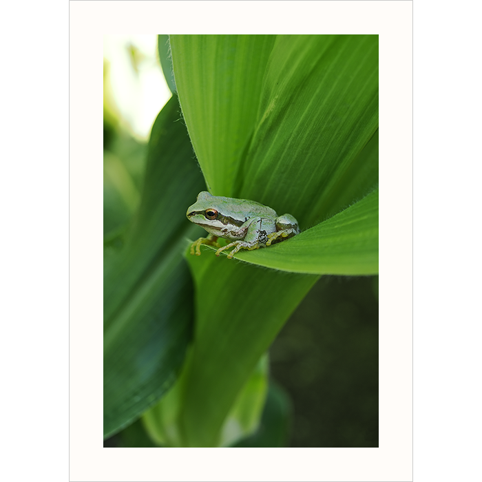 Frog In Corn