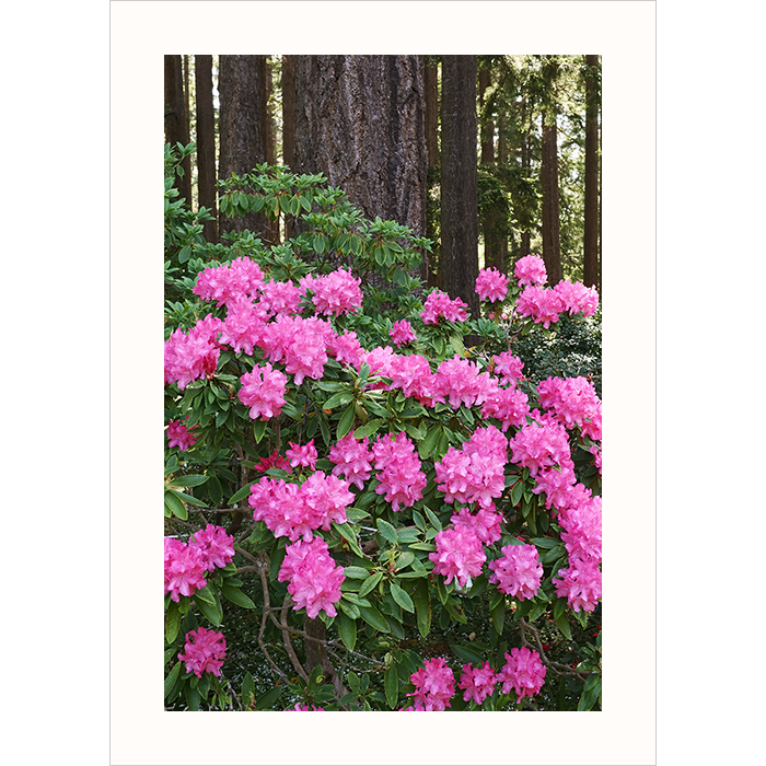 Woodland Rhododendron