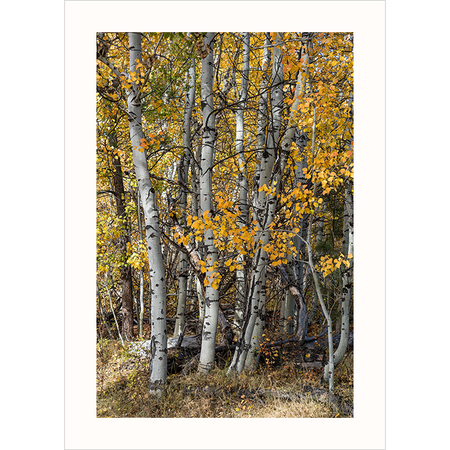 'Autumn Aspen' - Photography Note Card