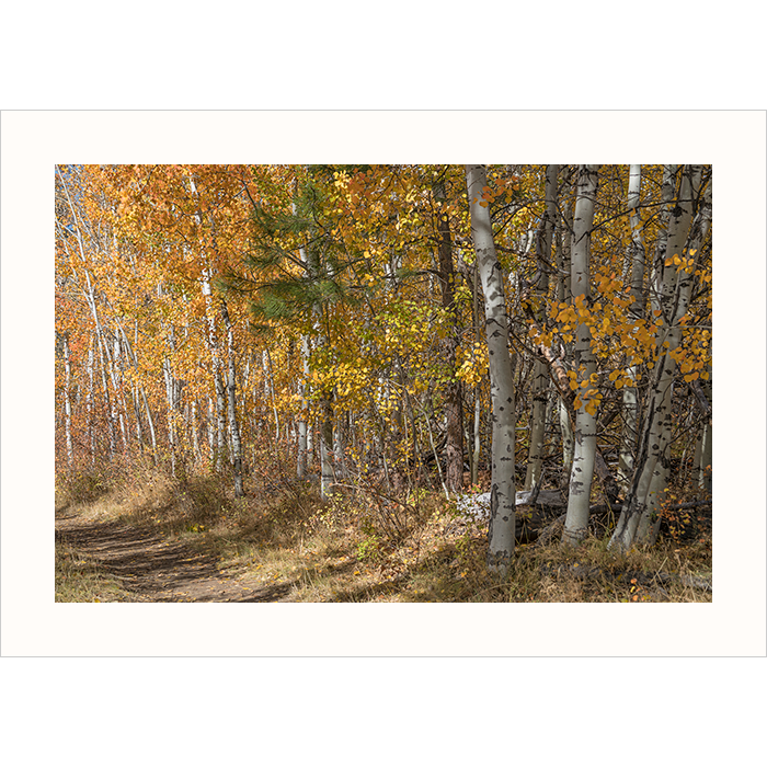 'Autumn Path' - Photography Note Card