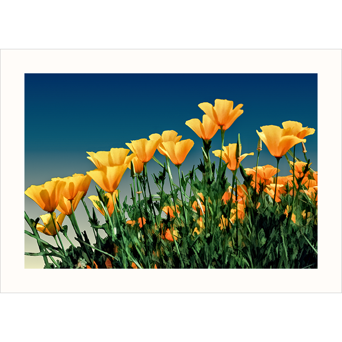 'California Poppies on Hillside' - Photography Note Card