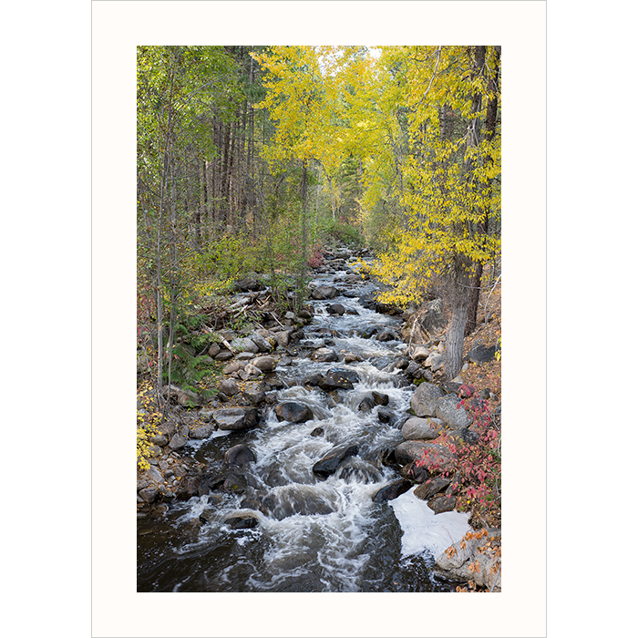 'Cascade in the Cascades' - Photography Note Card