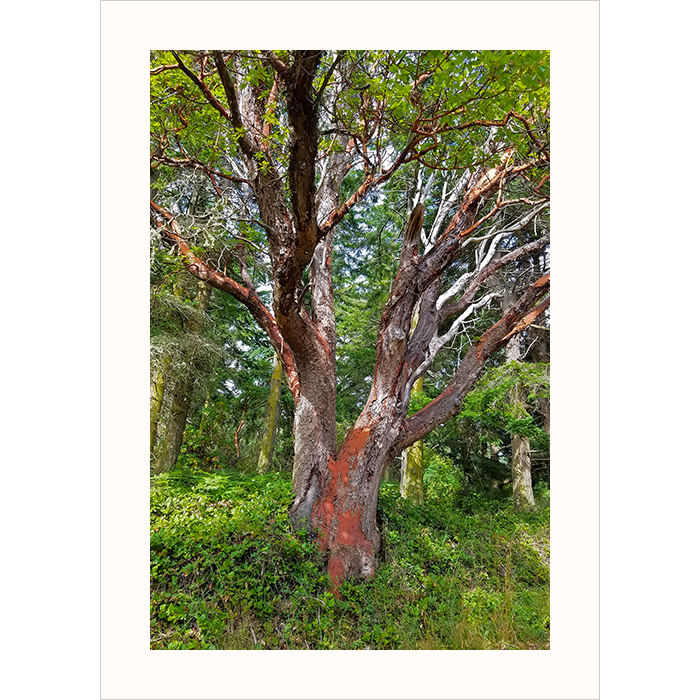 Majestic Madrone
